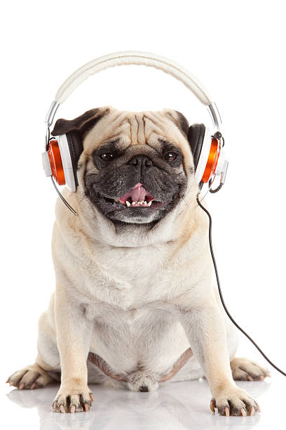 istock dog listening to music. 467898187