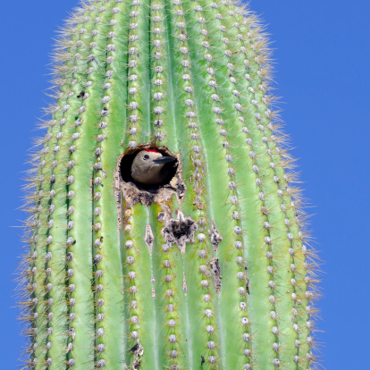 A Gila Woodpecker sticking its head out of the nest in a saguaro cactus.