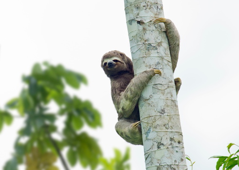 three toed sloth in a tree