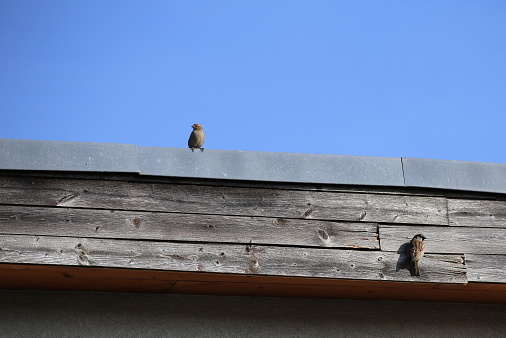 Couple of house sparrows (Passer domesticus) sitting at the side of a roof.