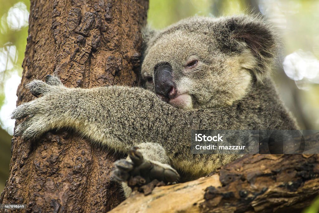 Koala sleeping on a tree Animal Stock Photo