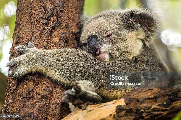 Koala Sleeping On A Tree Stock Photo - Download Image Now - Animal, Animal Wildlife, Australia