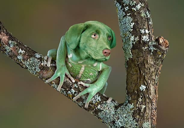 213,396 Weird Animal Stock Photos, Pictures & Royalty-Free Images - iStock | Funny animal, Snake, Bizarre 213,396 Weird Animal Stock Photos, Pictures & Royalty-Free Images - iStock | Funny animal, Snake, Bizarre