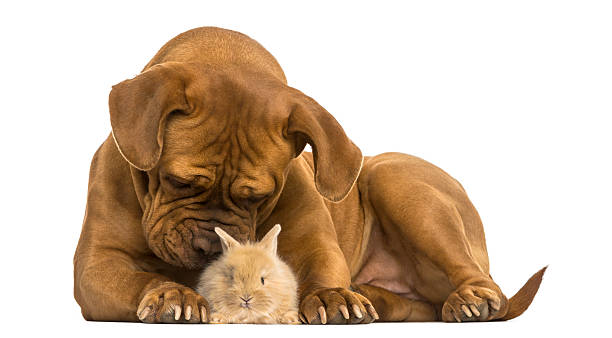 istock Dogue de Bordeaux smelling a Rex rabbit, isolated on white 467900011
