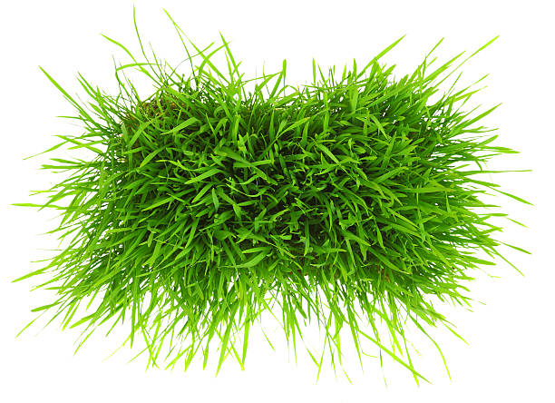 istock Patch of green grass isolated on white background 467900589