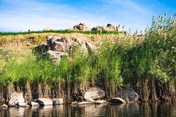green Nile bank landscape in Egypt