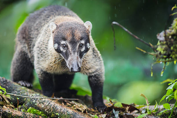 istock The cutest animals in Costa Rica 467901700