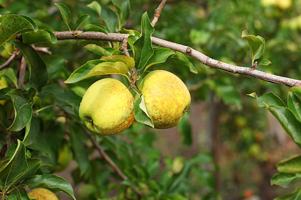 istock Yellow golden delicious apples on apple tree branch 467902742