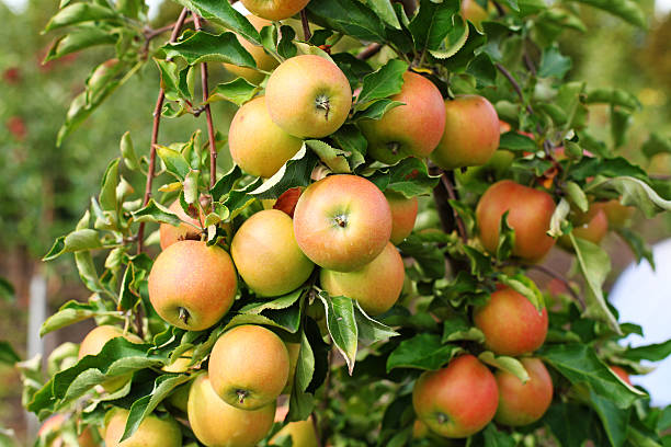 jonagold mele rosse sul ramo di albero di mela - jona gold foto e immagini stock