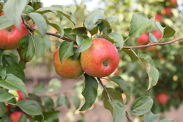 pommes rouges honeycrisp sur apple arbre branche - apple apple tree branch fruit photos et images de collection