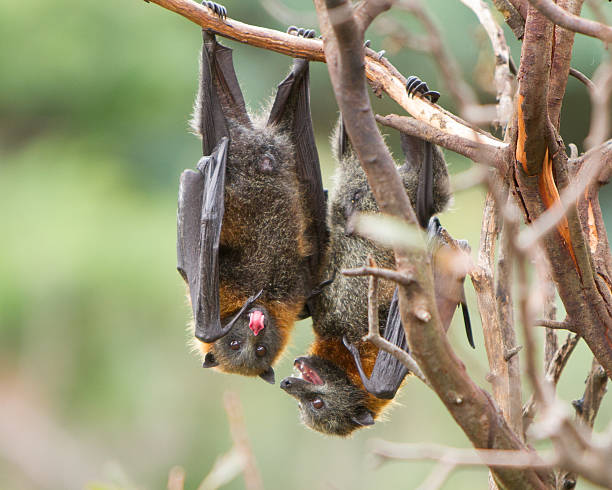 istock Bat Sticking Out Tongue 467902862
