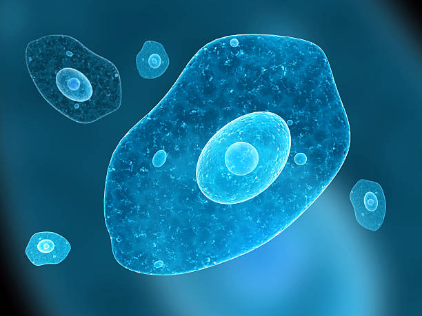 Amoeba Amoeba on blue background. 3d render protozoan stock pictures, royalty-free photos & images