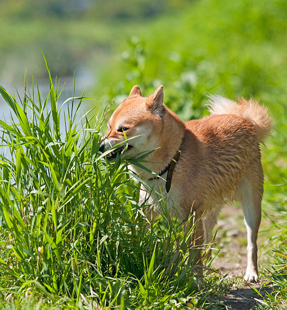 Shiba inu perro comer hierba - foto de stock