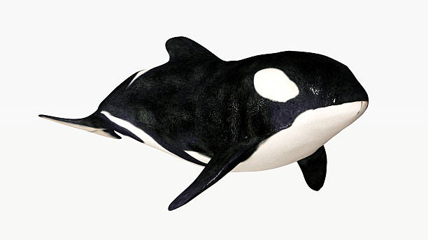 An orca swimming on a white background  Computer generated 3D illustration with a killer whale isolated on white background orca underwater stock pictures, royalty-free photos & images