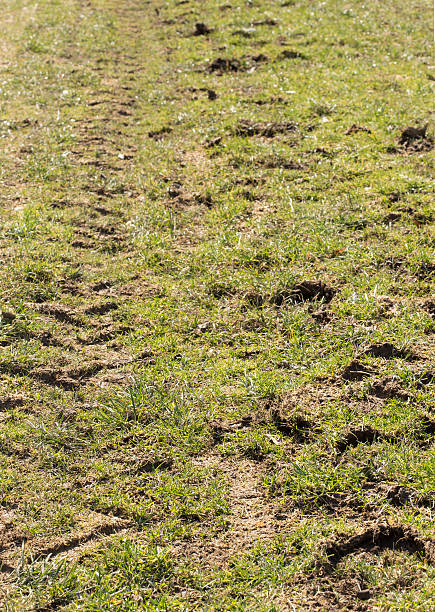 istock horse and tractor tracks 467903328