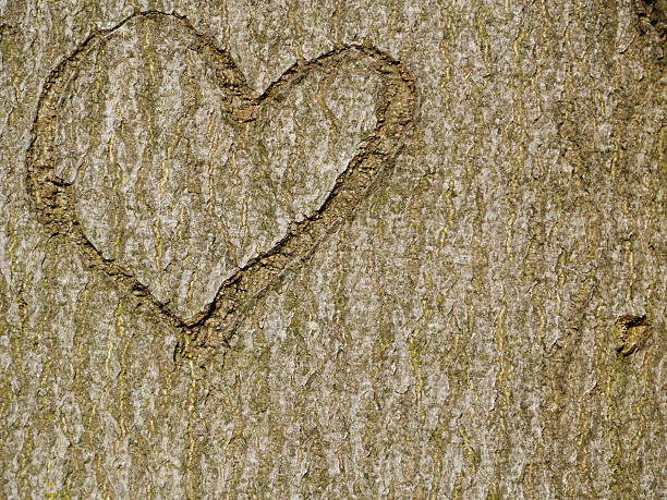 istock heart carved in tree trunk 467903525