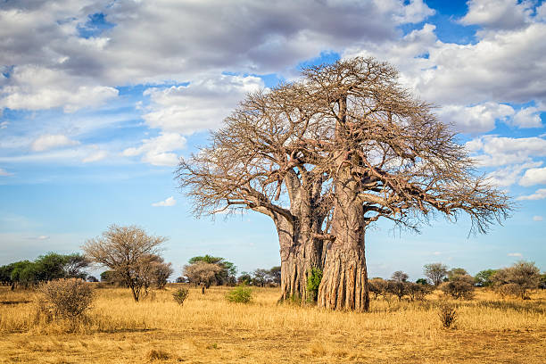Adansonia digitata / Baobabs Trees in Tarangire National Park - Tanzania.