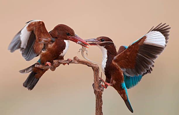 White Throated Kingfisher in Courtship stock photo