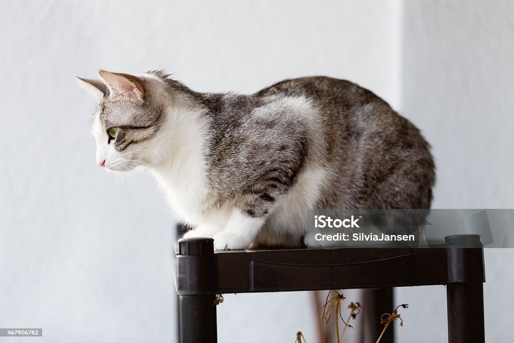 tabby cat sitting on a shelf profile of tabby cat sitting on top of a shelf, watching 2015 Stock Photo