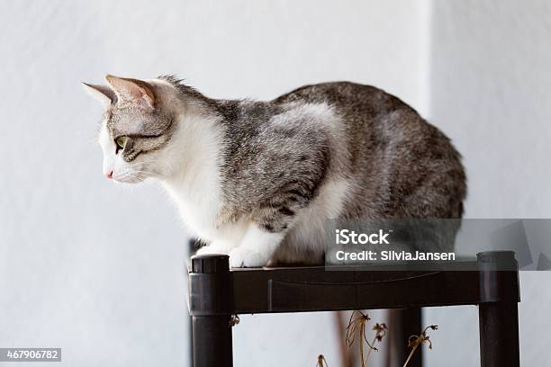 Tabby Cat Sitting On A Shelf Stock Photo - Download Image Now - 2015, Alertness, Animal