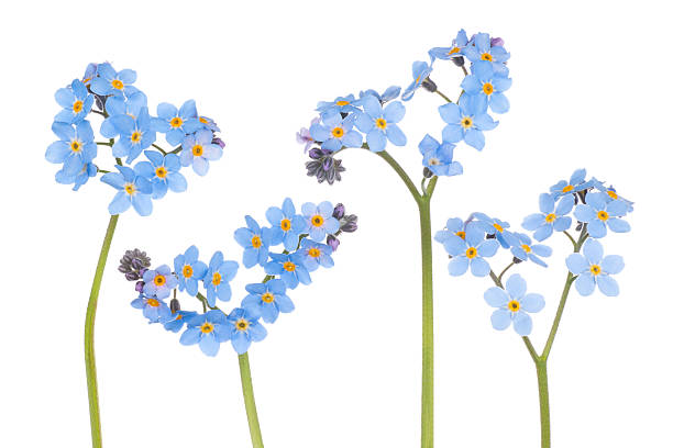 istock Four blue forget me not flower stems 467906806