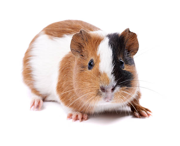 istock guinea pig on a white background 467906860
