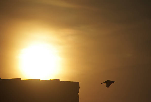 istock Flying blackbird at sunrise 467907142