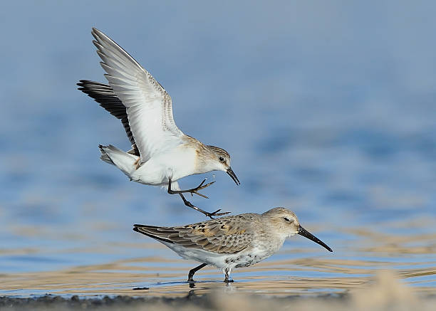 Little Stint Fight with Curlew Sandpiper stock photo