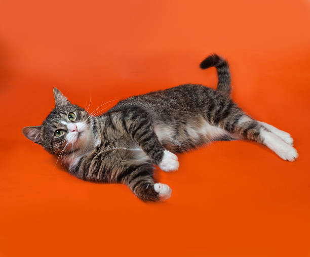 istock White and striped spotted cat lies on orange 467907524