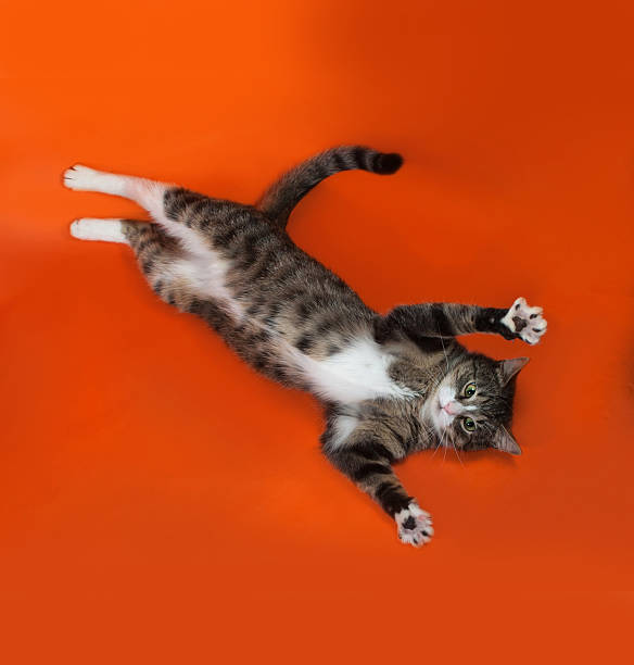 istock White and striped spotted cat lies on orange 467907526
