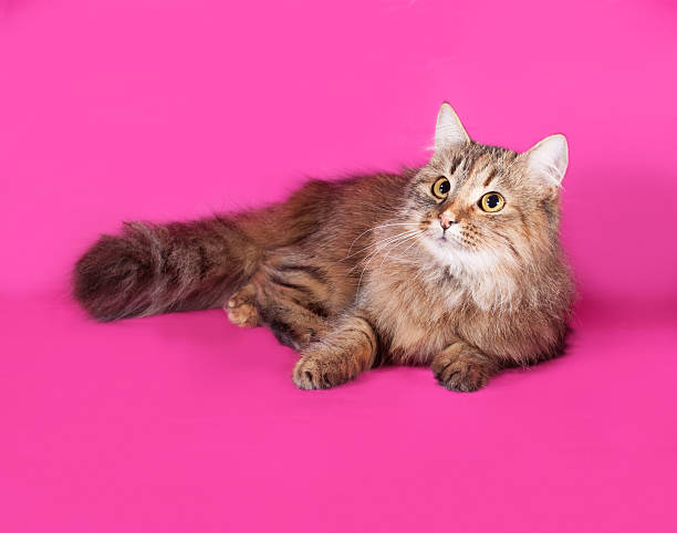 istock Tricolor cat lies on pink 467907722