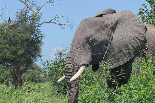 istock Elephant in the Ruaha National Park 467908018