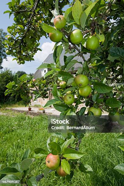 Photo libre de droit de Pommes Sur Une Branche De Soleil banque d'images et plus d'images libres de droit de Agriculture - Agriculture, Alcool, Aliment