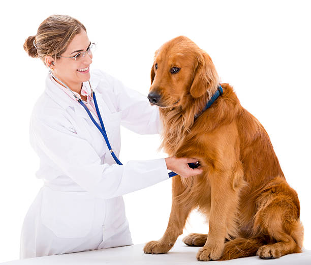 istock Dog at the vet 467910747