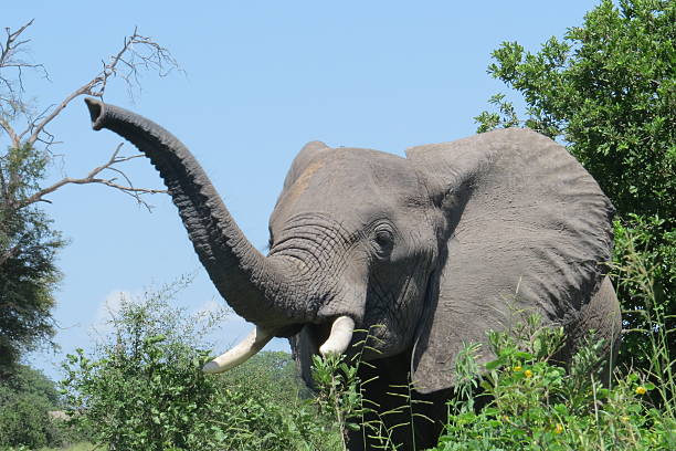 象のルアハ国立公園 - trumpeting ストックフォトと画像