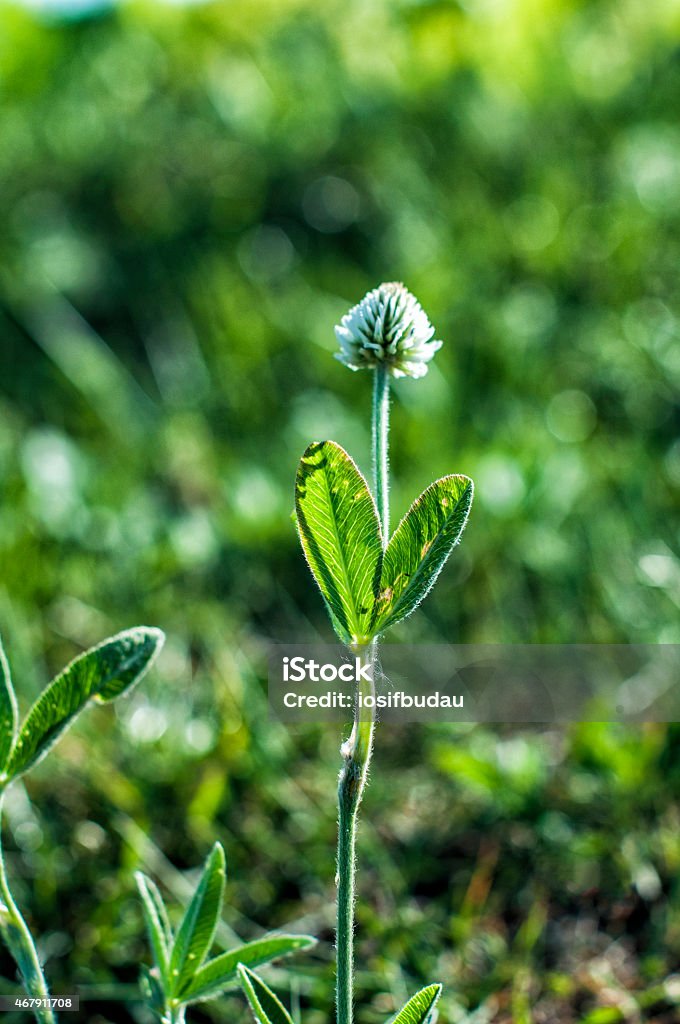 Clover (trifolium pratense) flowerhead Clover (trifolium pratense) flowerhead close up. 2015 Stock Photo