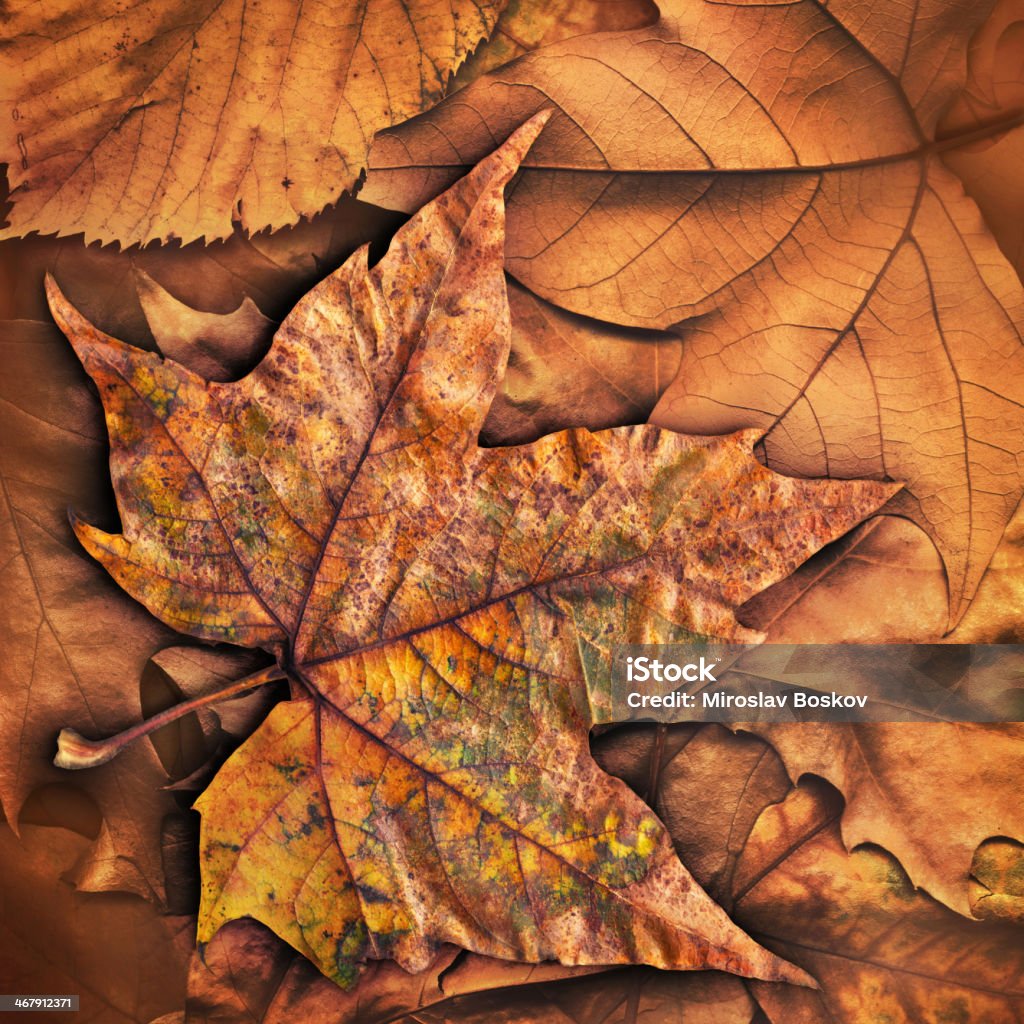 Alta resolución de otoño Hojas de arce seco telón de fondo Grunge textura - Foto de stock de Amarillo - Color libre de derechos