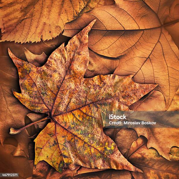 고해상도 추절 기체상태의 단풍 잎 배경막 그런지 텍스처를 0명에 대한 스톡 사진 및 기타 이미지 - 0명, 가을, 갈색