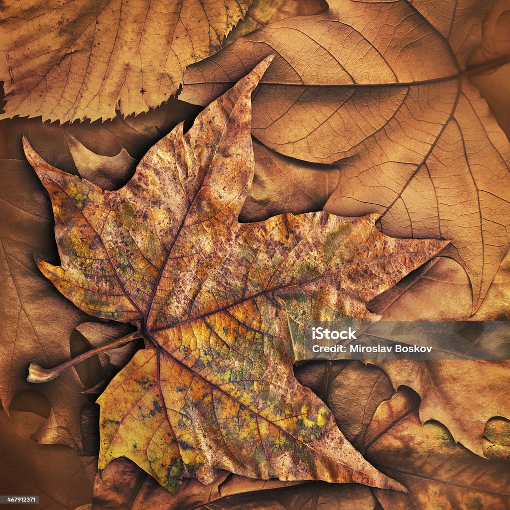 Alta resolução outono seco Folhas de Ácer pano de fundo Grunge textura de - Royalty-free Acabado Foto de stock