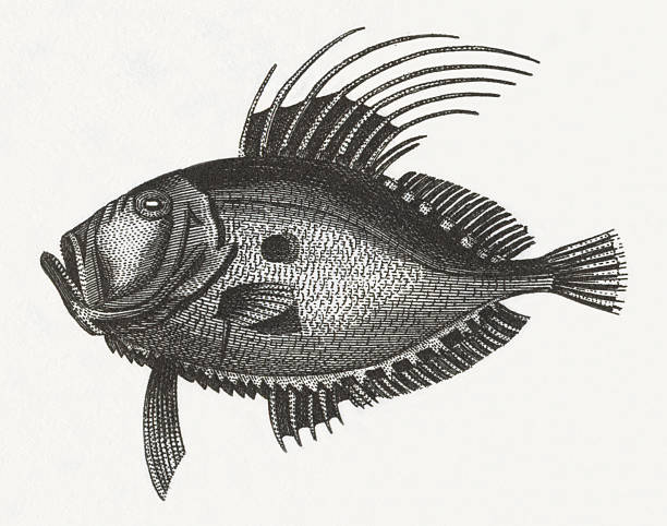 Normal Dory Fish Drawing 50+ Dory Stock Illustrations, Royalty-Free Vector Graphics & Clip Art ...