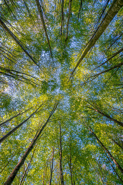 istock The magic of the forest 467915740