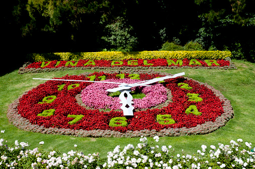 Formal flower bed in Salzburg with pansies and tulips.