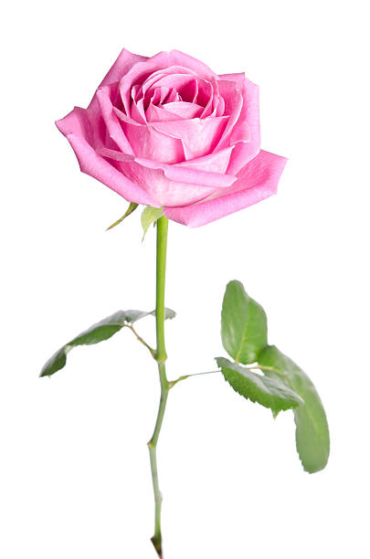 istock beautiful single pink rose on a white background. vertical position 467916622