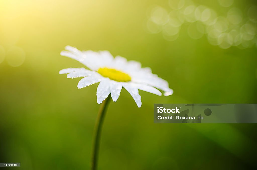 Wild camomile flowers Wild camomile flowers growing on green meadow, retro vintage background 2015 Stock Photo