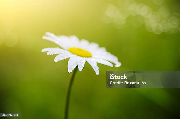 Wild Camomile Flowers Stock Photo - Download Image Now - 2015, Backgrounds, Beauty In Nature