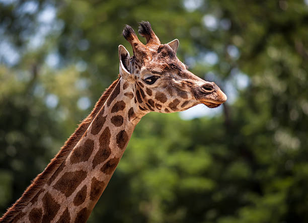 istock Portrait of a young giraffe 467917741