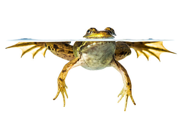 istock Common green frog floating in the water 467917829