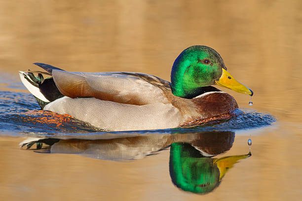 istock Mallard or wild duck - Male (Anas platyrhynchos) 467918648