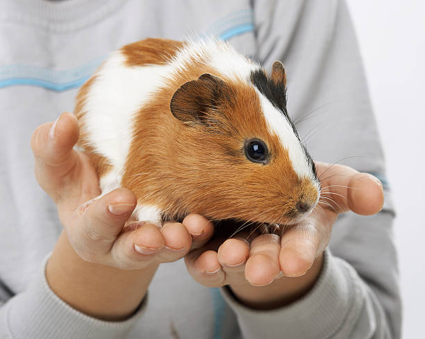 guinea pig in the hands of a boy stock photo