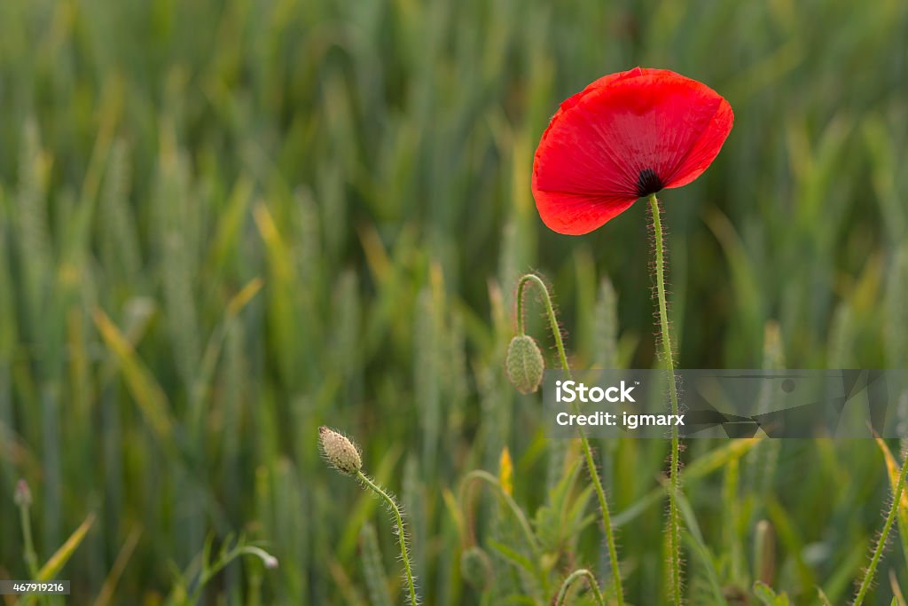 Poppy field Poppy field in Lower Saxony, Germany 2015 Stock Photo